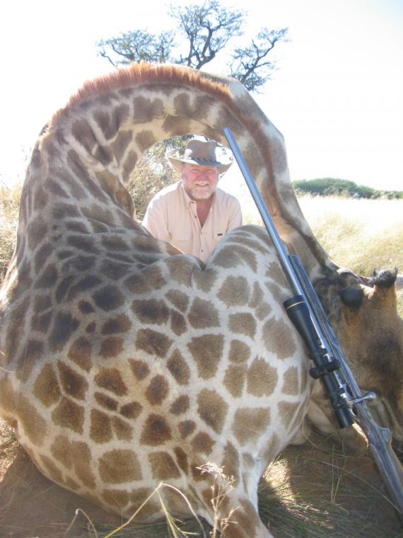 Giraffe hunting Namibia