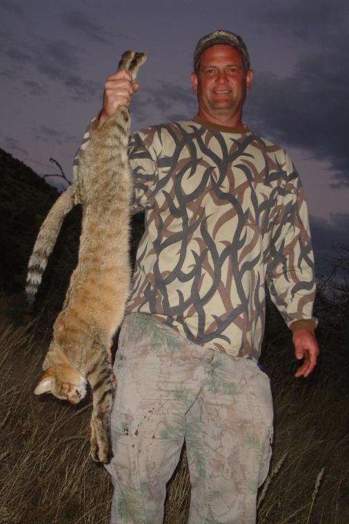 African wildcat hunting Namibia