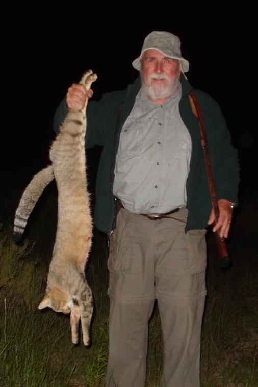 African wildcat hunting Namibia