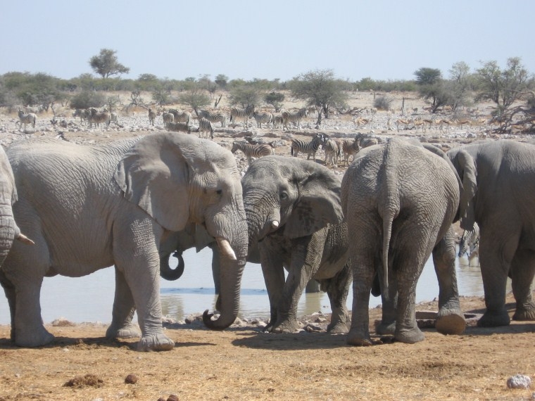 Elephants Photo