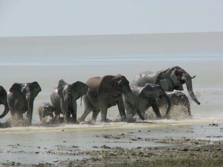 Elephants Photo