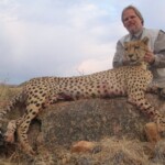 Cheetah Hunting Namibia