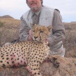 Cheetah Hunting Namibia
