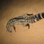 African civet Hunting Namibia
