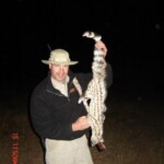 African civet Hunting Namibia