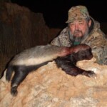 Honey badger hunting Namibia