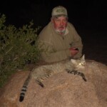 African wildcat hunting Namibia