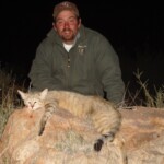 African wildcat hunting Namibia