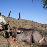 Waterbuck hunting Namibia
