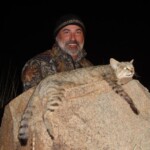 African wildcat hunting Namibia