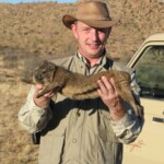 Rock hyrax (Dassie) hunting Namibia