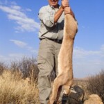 Caracal hunting Namibia