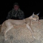 Caracal hunting Namibia