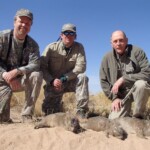 Rock hyrax (Dassie) hunting Namibia