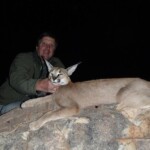Caracal hunting Namibia